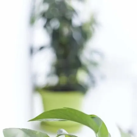 ダウンタウン リバー *