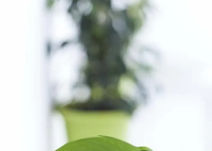 شباب داون تاون ريفر *